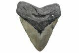 Huge, Fossil Megalodon Tooth - North Carolina #381348-1